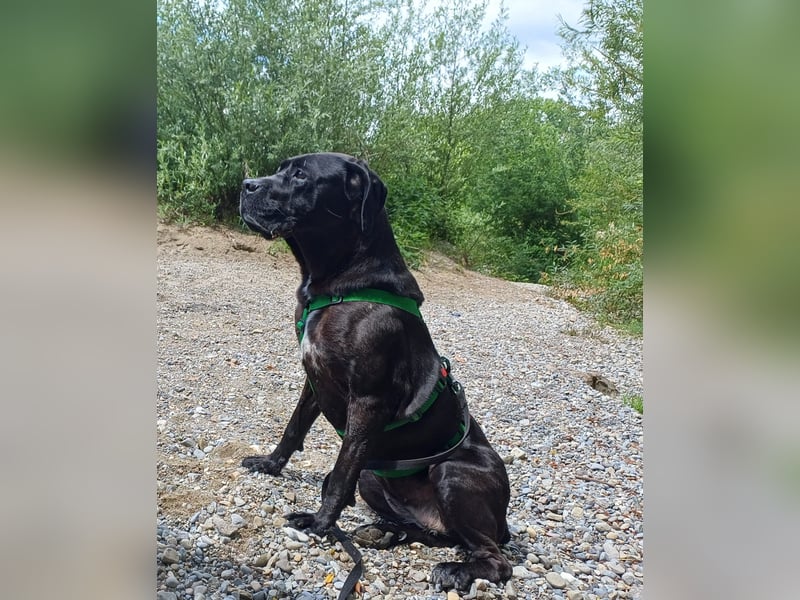 Arena auf Pflegestelle in 88273 Fronreute sucht ihr Zuhause