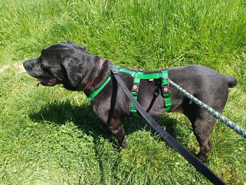 Arena auf Pflegestelle in 88273 Fronreute sucht ihr Zuhause