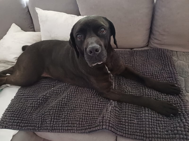 Arena auf Pflegestelle in 88273 Fronreute sucht ihr Zuhause