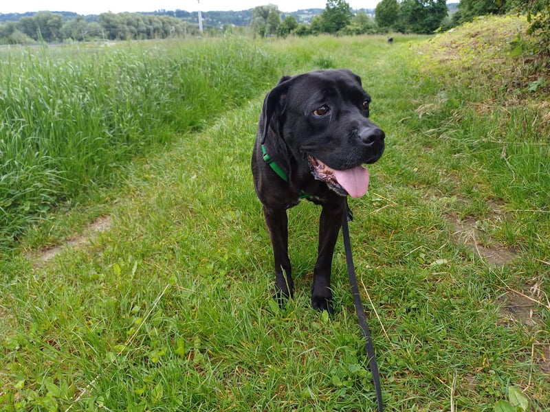 Arena auf Pflegestelle in 88273 Fronreute sucht ihr Zuhause