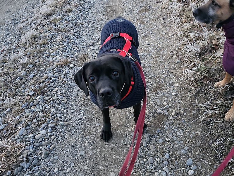 Arena auf Pflegestelle in 88273 Fronreute sucht ihr Zuhause