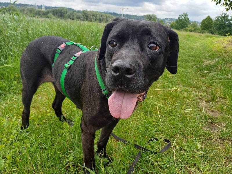 Arena auf Pflegestelle in 88273 Fronreute sucht ihr Zuhause