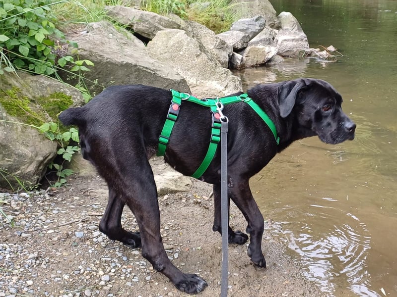 Arena auf Pflegestelle in 88273 Fronreute sucht ihr Zuhause