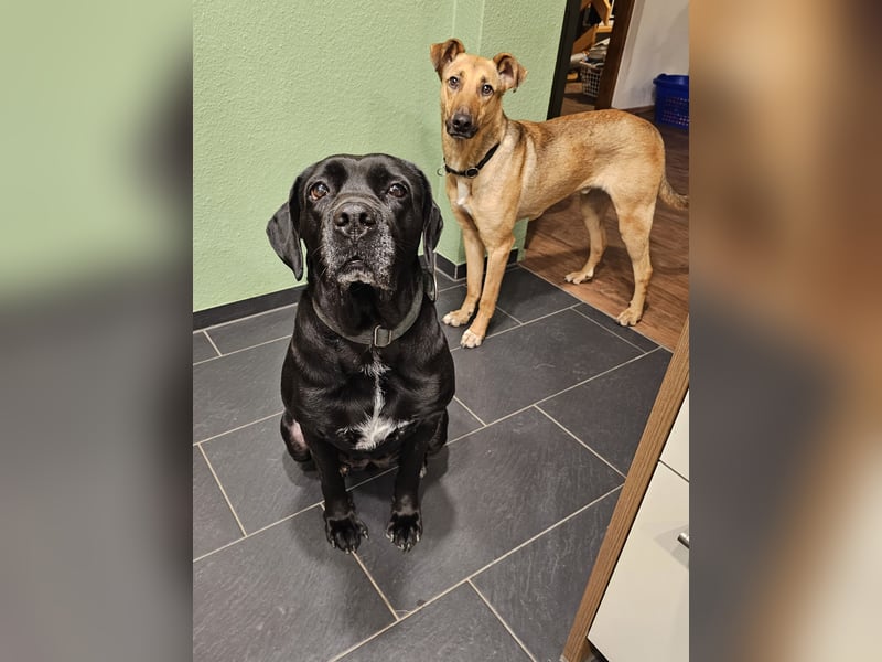 Arena auf Pflegestelle in 88273 Fronreute sucht ihr Zuhause