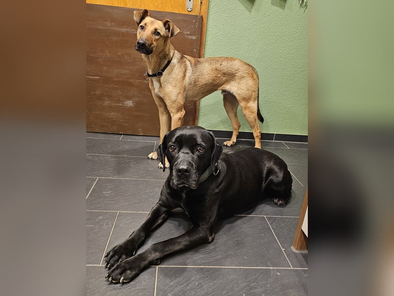 Arena auf Pflegestelle in 88273 Fronreute sucht ihr Zuhause