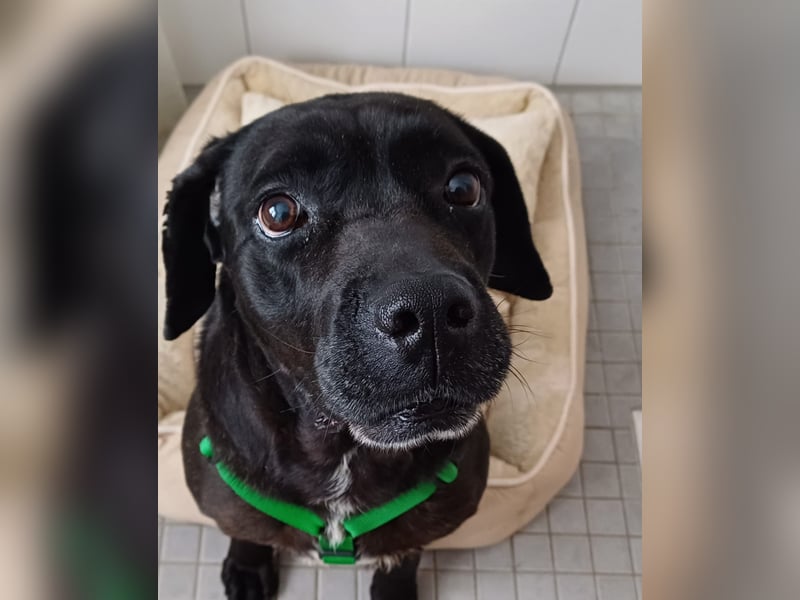 Arena auf Pflegestelle in 88273 Fronreute sucht ihr Zuhause