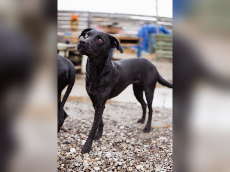 Ivy ❤️ sanfte, freundliche junge Hündin