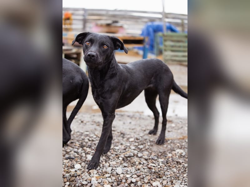 Ivy ❤️ sanfte, freundliche junge Hündin