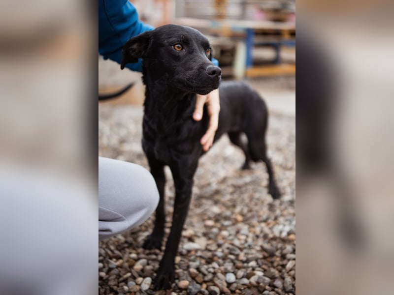 Ivy ❤️ sanfte, freundliche junge Hündin