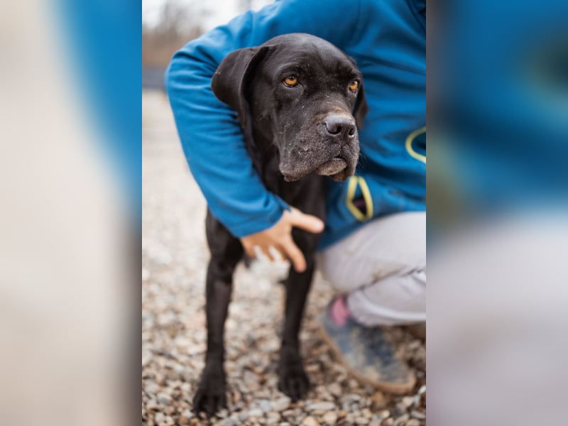 Debby ❤️ anhängliche, neugierige Hündin