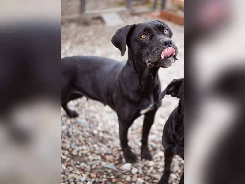 Debby ❤️ anhängliche, neugierige Hündin