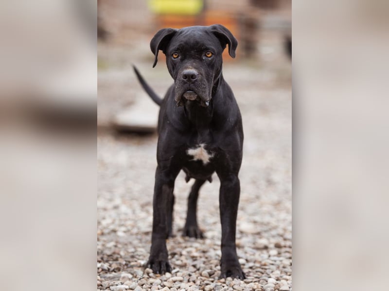 Debby ❤️ anhängliche, neugierige Hündin