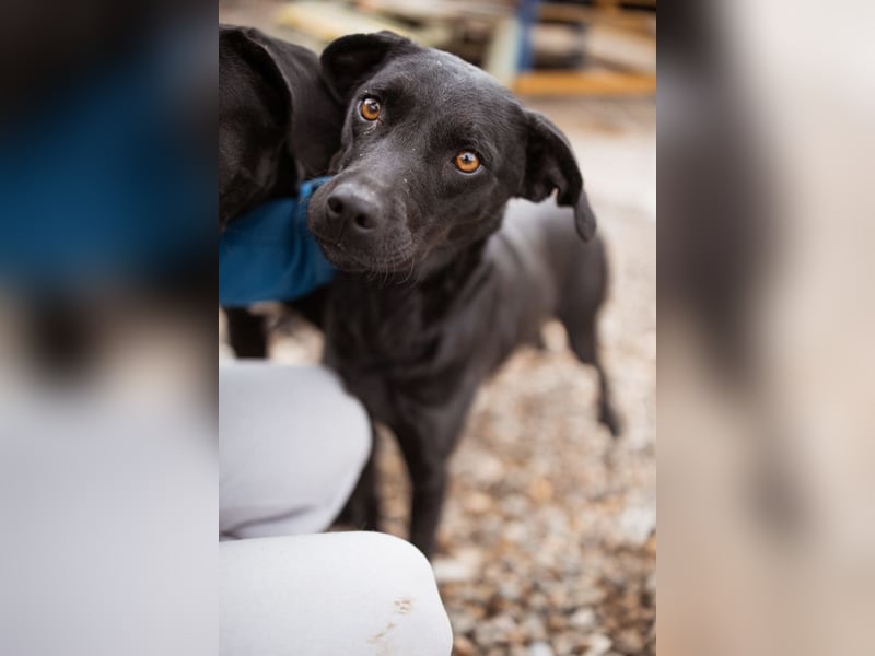 Ivy ❤️ sanfte, freundliche junge Hündin