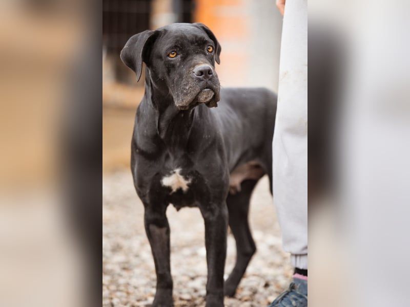 Debby ❤️ anhängliche, neugierige Hündin