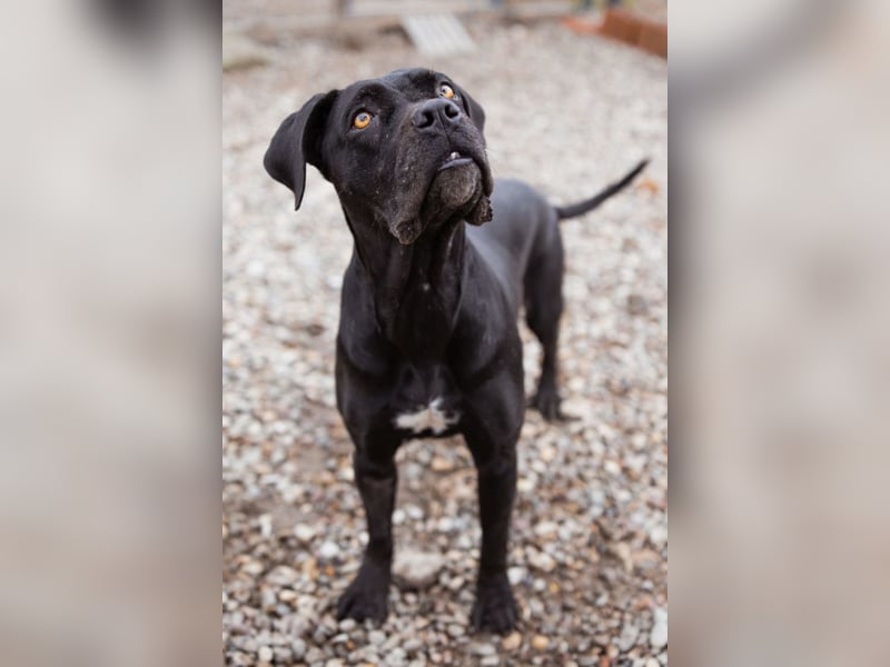 Debby ❤️ anhängliche, neugierige Hündin