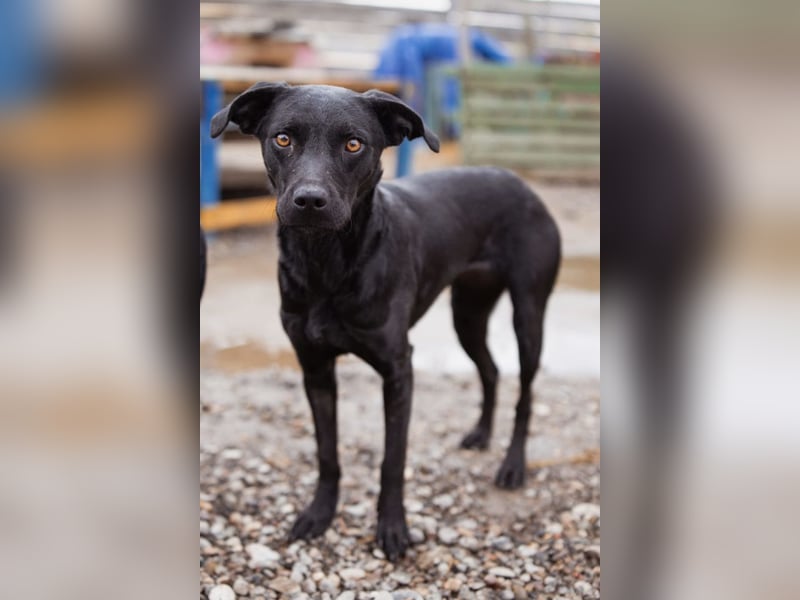 Ivy ❤️ sanfte, freundliche junge Hündin