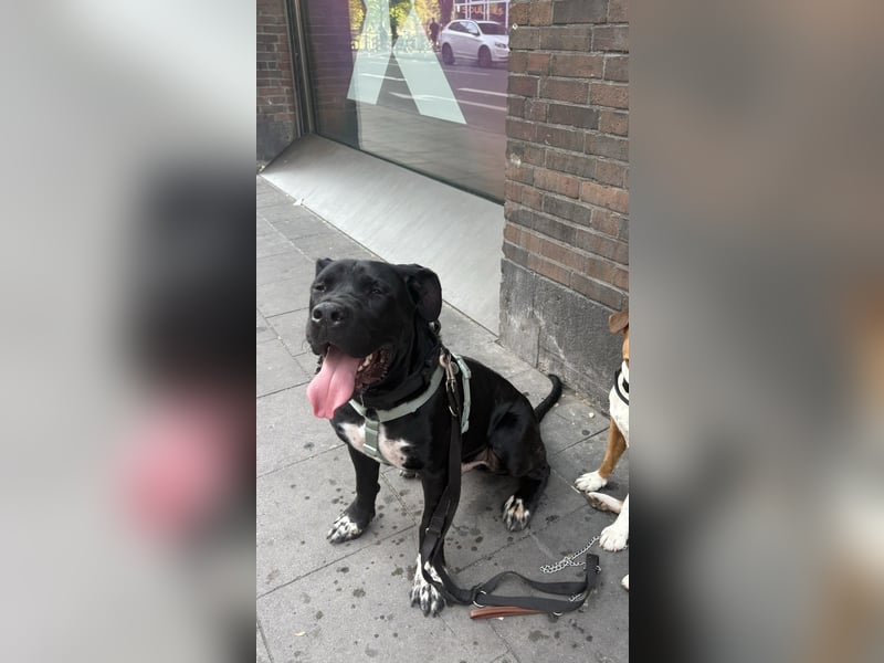 Champ sucht für immer Zuhause