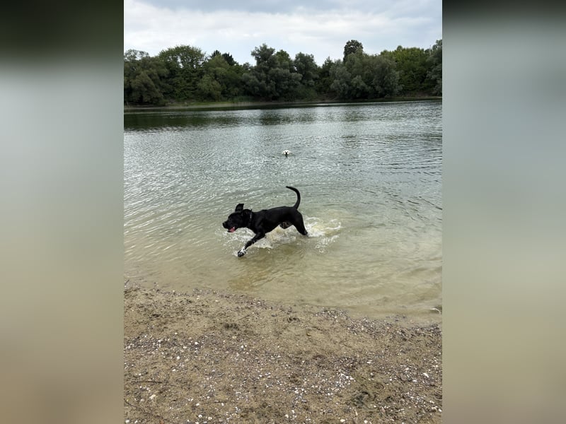 Champ sucht für immer Zuhause