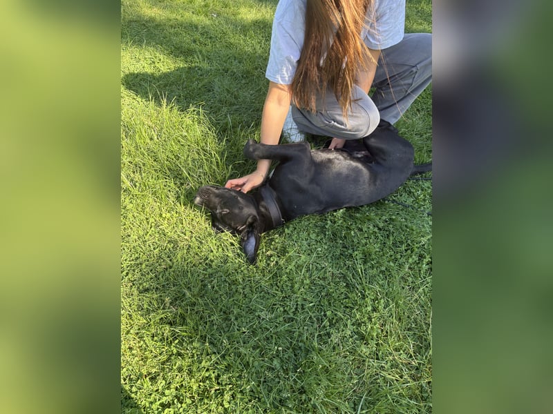 Champ sucht für immer Zuhause