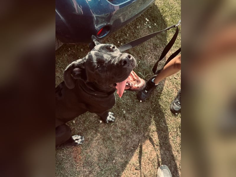 Champ sucht für immer Zuhause