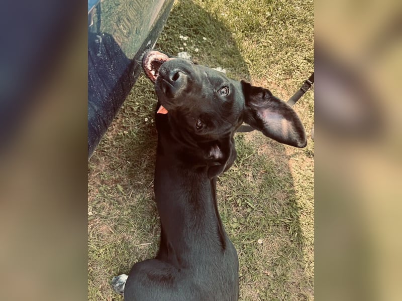 Champ sucht für immer Zuhause