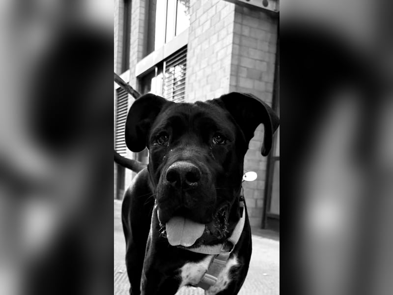 Champ sucht für immer Zuhause