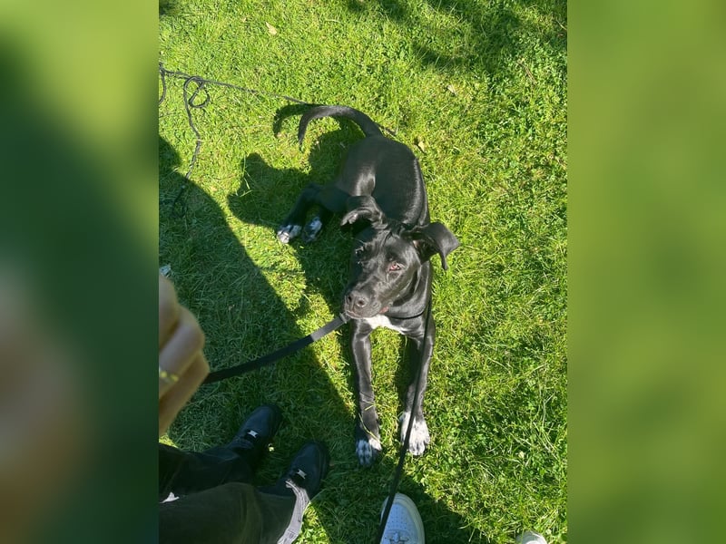 Champ sucht für immer Zuhause