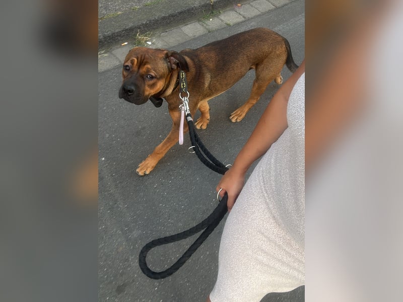 Treuer Cane-Corso-Bulldogge-Mix (12 Monate) mit Beschützerinstinkt sucht erfahrene Lieblingsmenschen