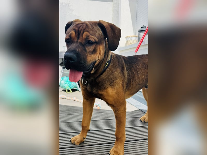 Treuer Cane-Corso-Bulldogge-Mix (12 Monate) mit Beschützerinstinkt sucht erfahrene Lieblingsmenschen