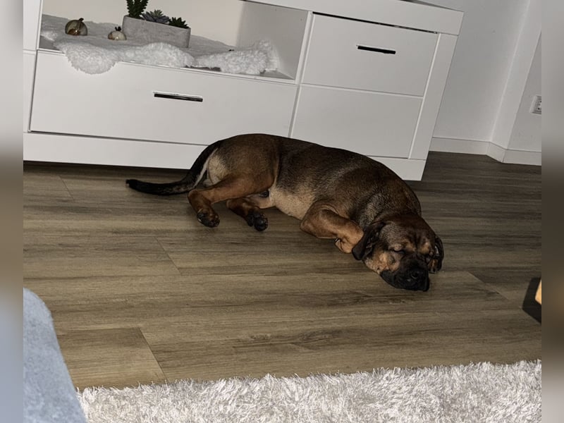Treuer Cane-Corso-Bulldogge-Mix (12 Monate) mit Beschützerinstinkt sucht erfahrene Lieblingsmenschen