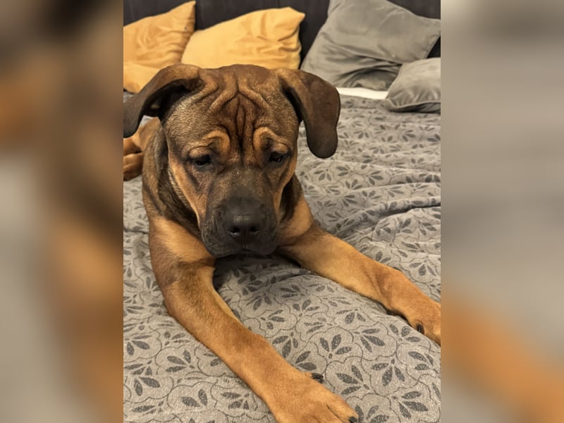 Treuer Cane-Corso-Bulldogge-Mix (12 Monate) mit Beschützerinstinkt sucht erfahrene Lieblingsmenschen