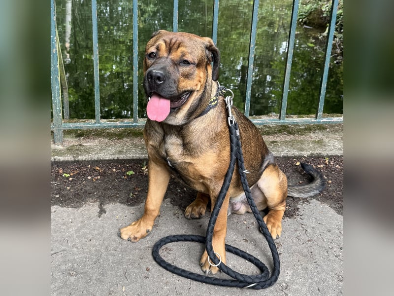 Treuer Cane-Corso-Bulldogge-Mix (12 Monate) mit Beschützerinstinkt sucht erfahrene Lieblingsmenschen
