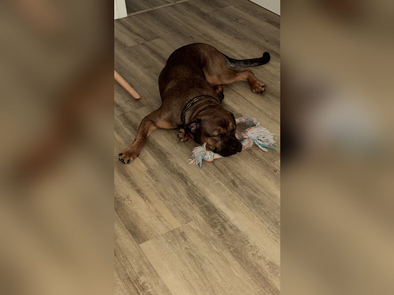 Treuer Cane-Corso-Bulldogge-Mix (12 Monate) mit Beschützerinstinkt sucht erfahrene Lieblingsmenschen