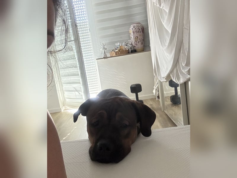 Treuer Cane-Corso-Bulldogge-Mix (12 Monate) mit Beschützerinstinkt sucht erfahrene Lieblingsmenschen