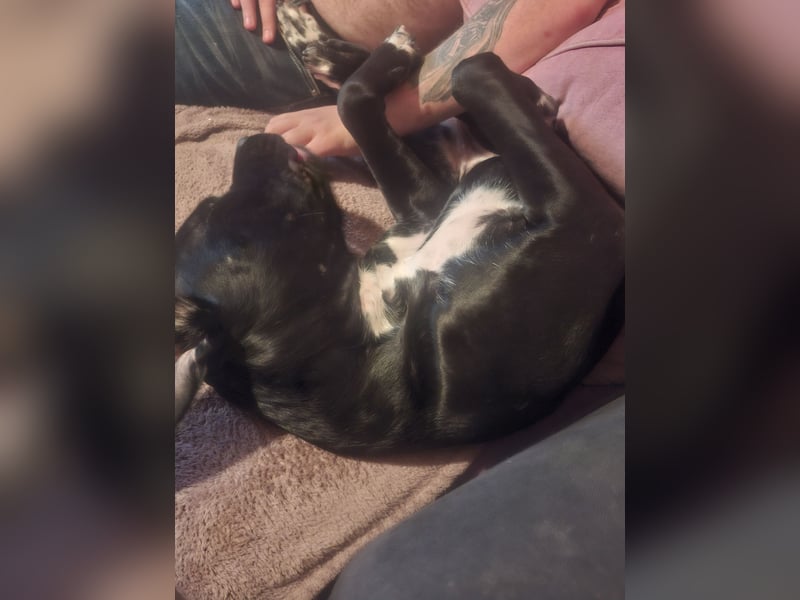 Rhodesian Ridgeback/ Cane Corso Mix