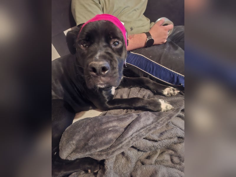 Rhodesian Ridgeback/ Cane Corso Mix