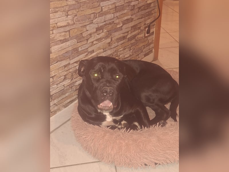 Rhodesian Ridgeback/ Cane Corso Mix