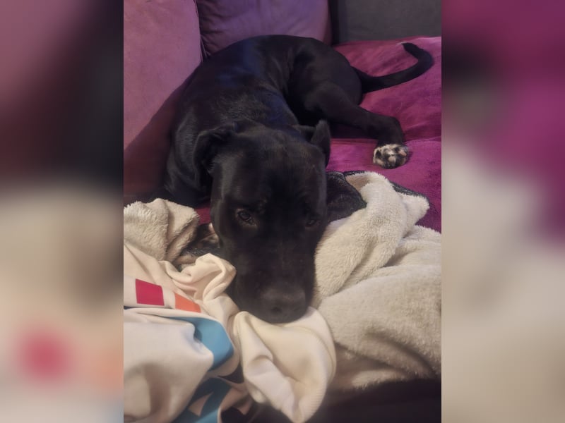 Rhodesian Ridgeback/ Cane Corso Mix