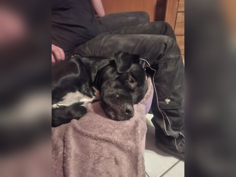 Rhodesian Ridgeback/ Cane Corso Mix