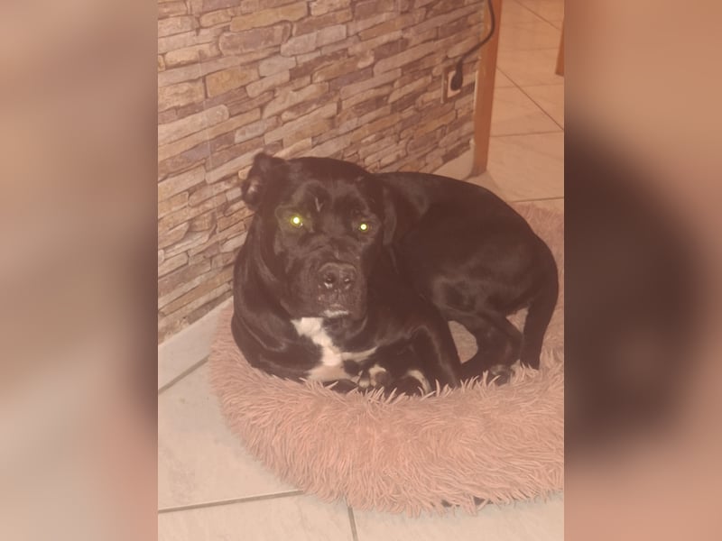 Rhodesian Ridgeback/ Cane Corso Mix