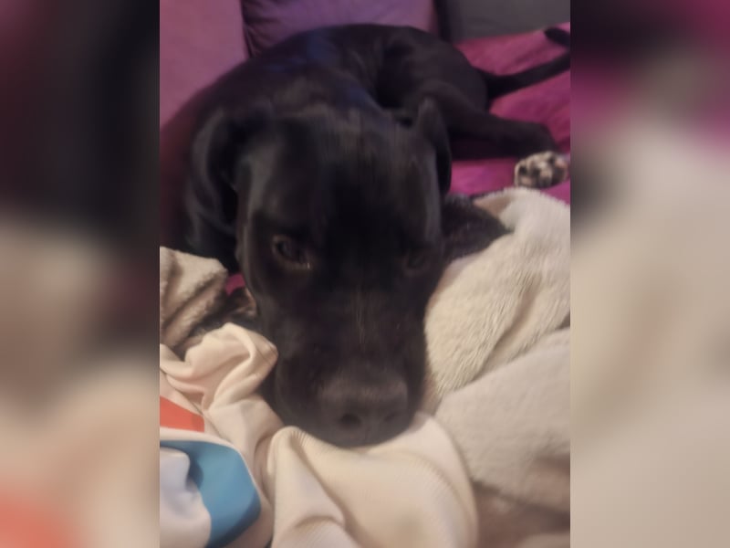 Rhodesian Ridgeback/ Cane Corso Mix