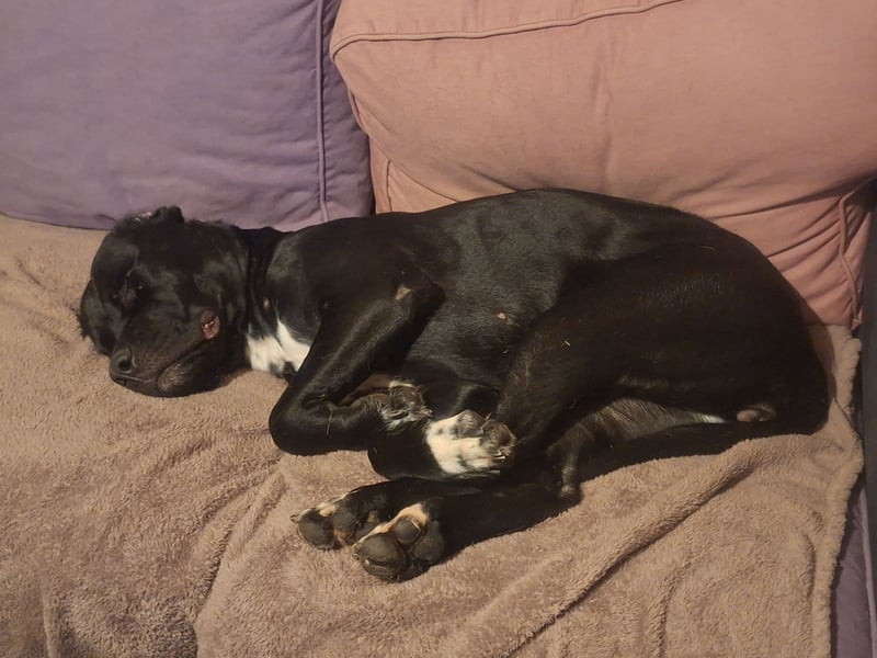 Rhodesian Ridgeback/ Cane Corso Mix