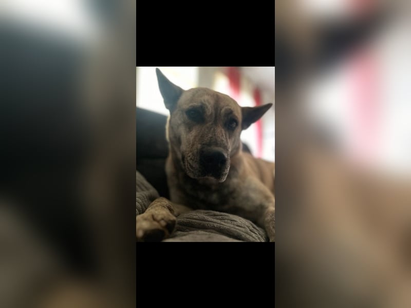 Cane Corso -Husky Mix