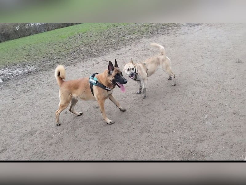 Cane Corso -Husky Mix