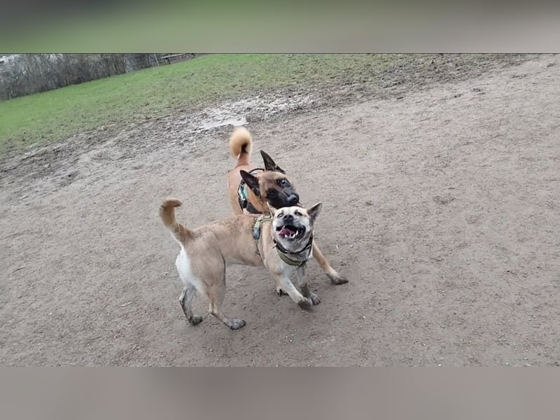 Cane Corso -Husky Mix