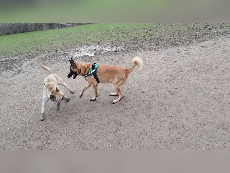 Cane Corso -Husky Mix