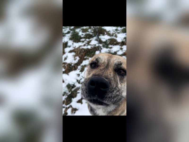 Cane Corso -Husky Mix