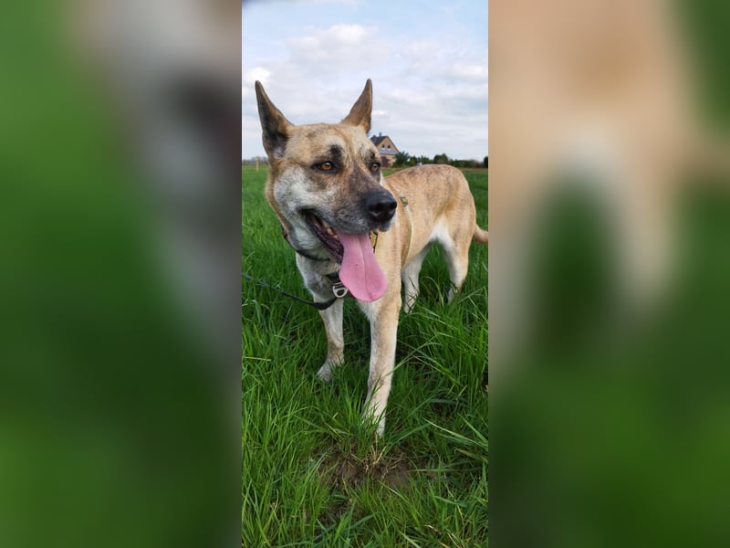 Cane Corso -Husky Mix