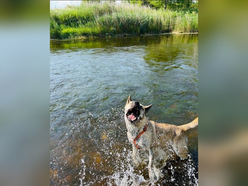 Cane Corso -Husky Mix