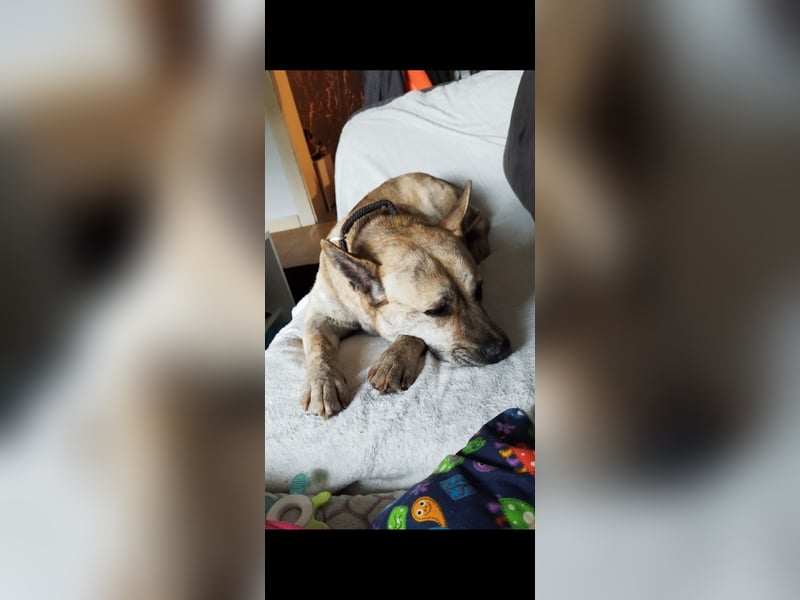 Cane Corso -Husky Mix